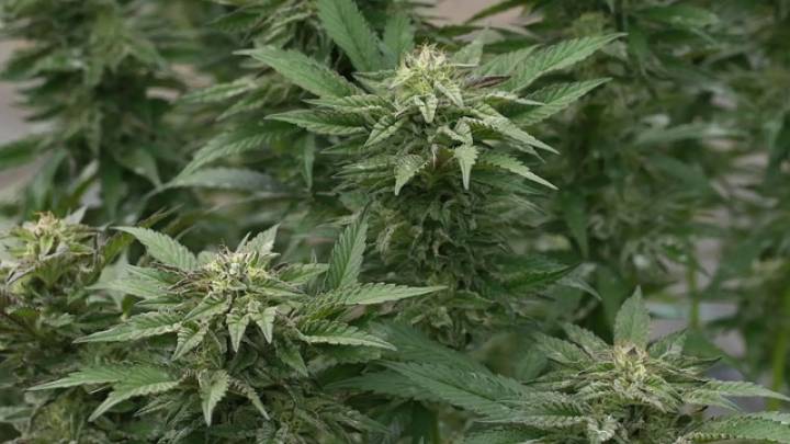 Detenido un alcalde por tener una plantación de marihuana en su casa