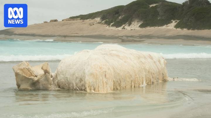 Increased shark activity around Esperance coastline has locals conflicted about solutions