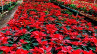 Navidad 2025: ¿Qué Estado es Líder en Producción de Flor de Nochebuena?  