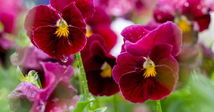 Two related flowers are great for fall beds: Pansies have larger blooms, violas are tougher
