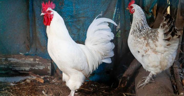 España confina todas las aves de corral ante el riesgo de empeoramiento de la gripe aviar