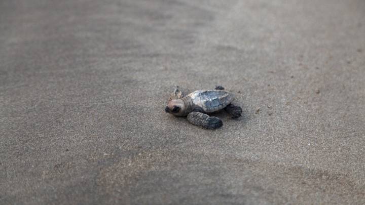 A bright spot for turtles: Olive ridleys are recovering in India, but still at risk