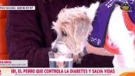 Un invitado muy especial le roba el protagonismo a Sonsoles Ónega: "Tiene sed, ¿Eh?"