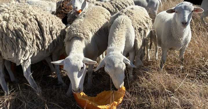 Black Forest farm accepting pumpkins to feed their sheep, use for compost
