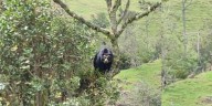 Avistamiento de osos en Tolima: claves para cuidarlos