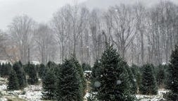 Where can I cut my own Christmas tree in Western NC…