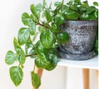 Ni en el salón ni en el baño: el sitio donde tienes que poner la planta del dinero, según la tradición china