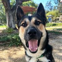 CAPA Pet of the Week: Oso