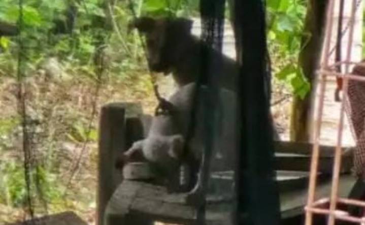 Rescatan a dos cachorros víctimas de maltrato animal en Motul, Yucatán
