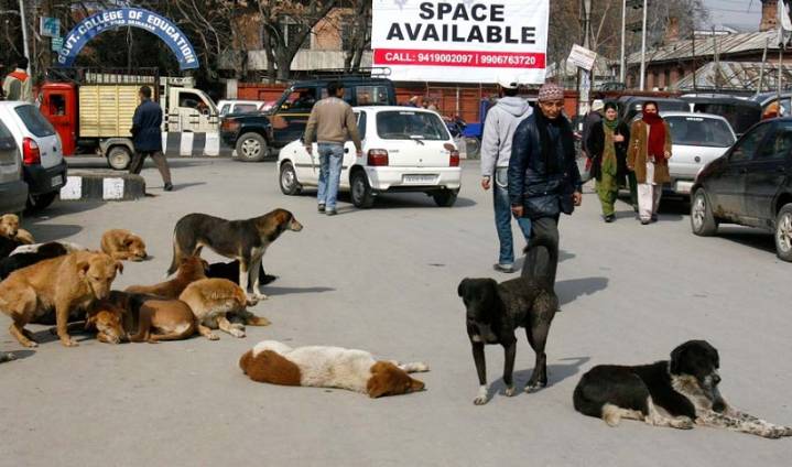 SC Orders Relocation of Stray Dogs to Shelters
