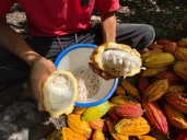 Tres muestras de cacao araucano representarán a Colombia en el concurso International Cocoa Awards 2025