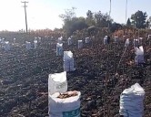 Incendios provocados en cultivos de maíz agravan crisis campesina en Guanajuato