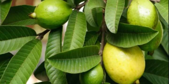 Tres poderosas propiedades curativas que tienen las hojas de de guayaba para la salud y cómo obtenerlas en un té