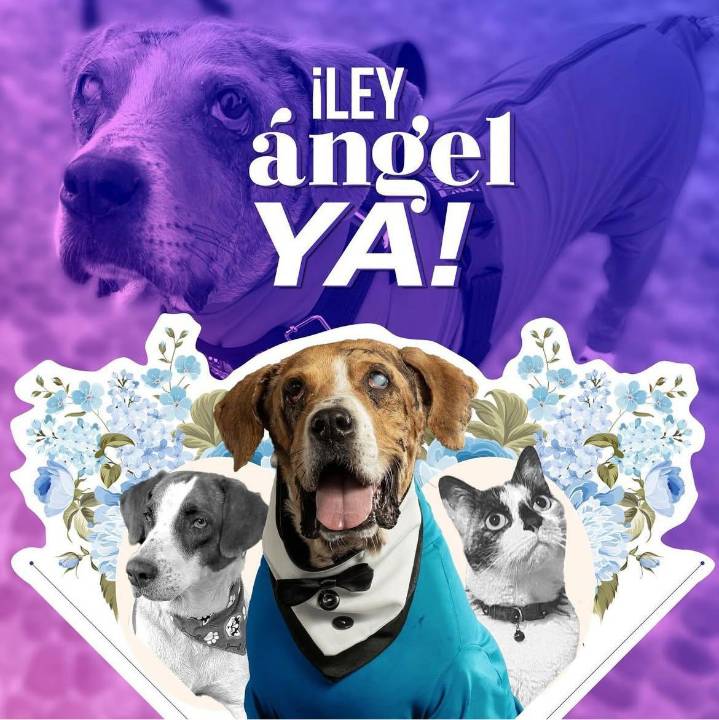 FORTALECIENDO LA LEY ÁNGEL