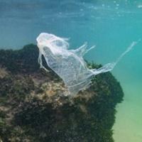 New research measures how much plastic is lethal for marine life
