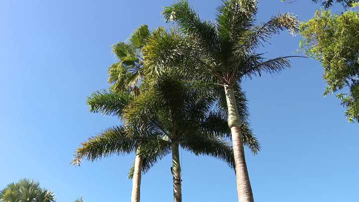 UF plant pathologists study nearly 30 species of palm trees to analyze their risk for trunk rot