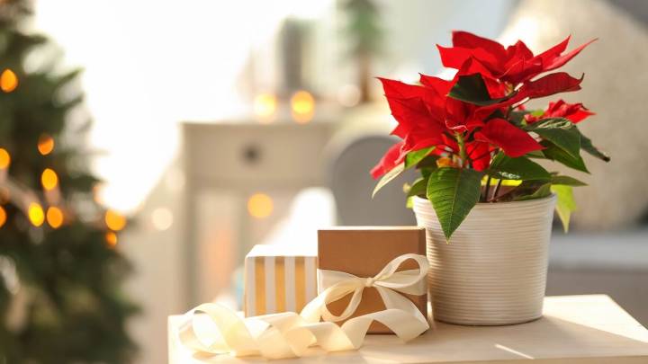 Homeowners urged to keep this one festive plant out of kitchen this November — 'It's a hygiene nightmare waiting to happen'