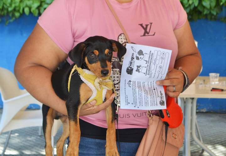 Realizan jornada a favor de las mascotas en el MP de Maturín