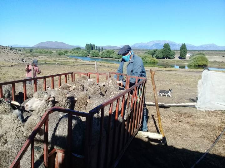 Sarna ovina: El Consejo Agrario refuerza la prevención en la etapa post