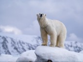 Worker interested in taking polar bear photos before he was killed