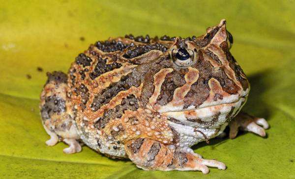Identificaron a una nueva especie de sapo cornudo