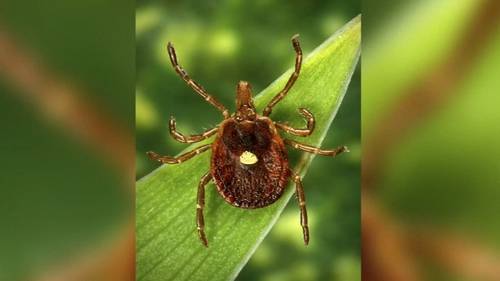 Tick induced meat allergy: New Jersey man becomes first death linked to Alpha