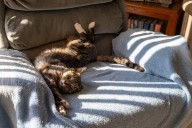 Stray Cat Breaks Into House Uninvited—Now He ‘Owns the Place’