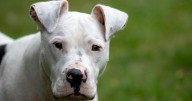 Salina voters to decide on banning pit bulls in special election