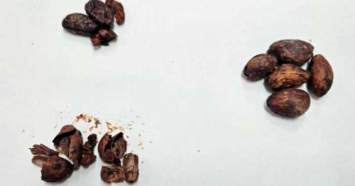 Scientists create chocolate-flavored honey using native Brazilian bees