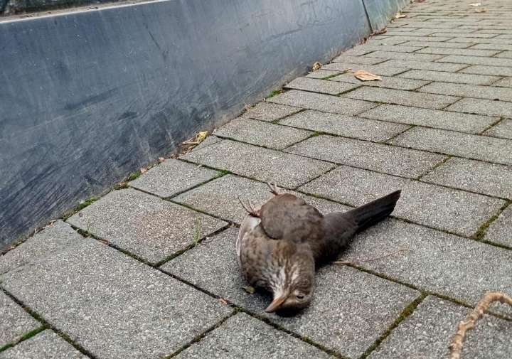 Eguzki denuncia que las fachadas del Museo Balenciaga y del GOe son «una trampa mortal para aves»