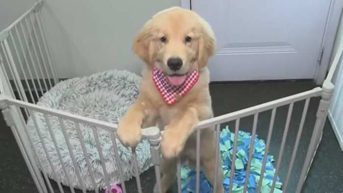 Believe in Dog training shares helpful tips to keep your dogs safe this holiday season