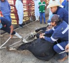 Crean grupo de reacción para combatir al gusano barrenador