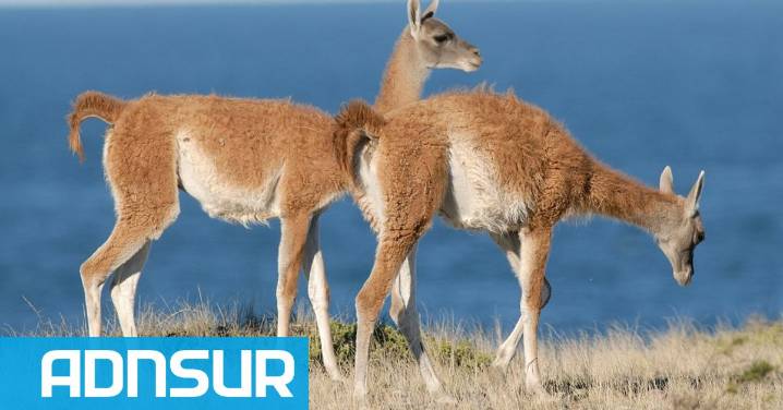 Denuncian una matanza indiscriminada de guanacos en Chubut: “Los cazan de noche, los carnean y los dejan tirados”