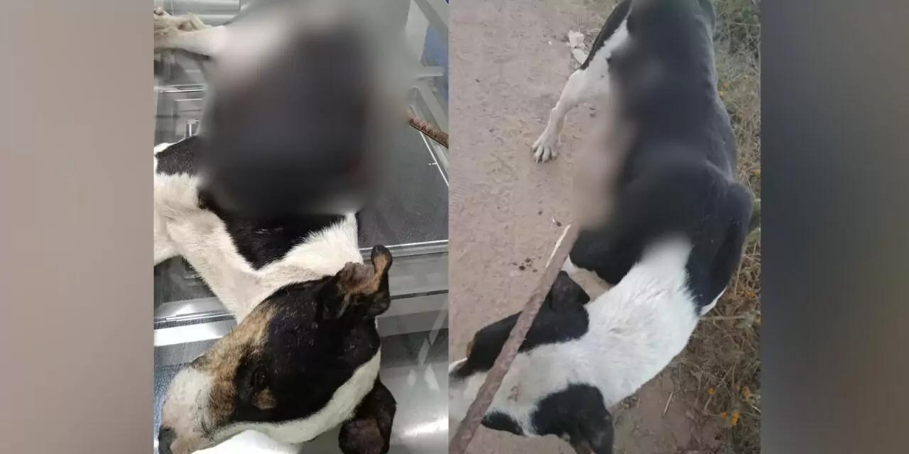 ¡Horrible maltrato animal en Ocotlán! Perro es atravesado con varilla, sociedad exige justicia