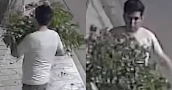 Hombre en estado de ebriedad protagoniza insólita 'pelea' con un árbol en plena calle: "Encima perdió"