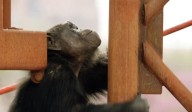 Chimpanzee Escape Prompts Lockdown at Indy Zoo