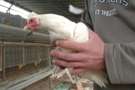 El Gobierno prohíbe criar aves al aire libre por el aumento de casos de gripe aviar