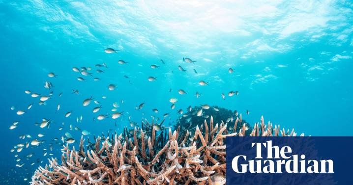 Great Barrier Reef could recover from rapid coral decline if global heating was kept to 2C, study finds
