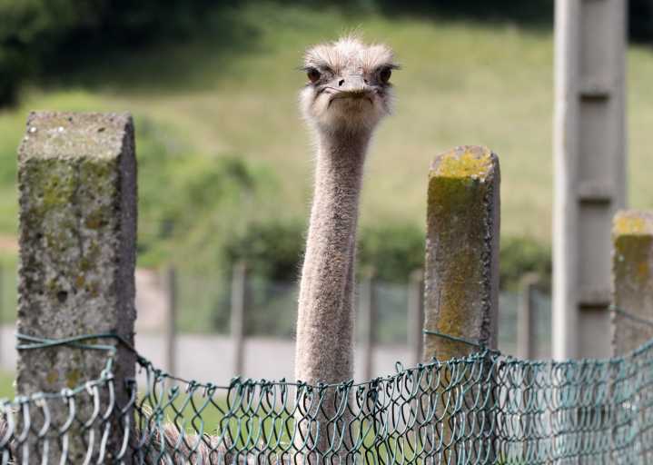 Canadá elimina centenares de avestruces con la oposición de figuras conservadoras de EEUU