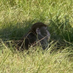 Mississippi woman kills escaped monkey fearing for her children’s safety