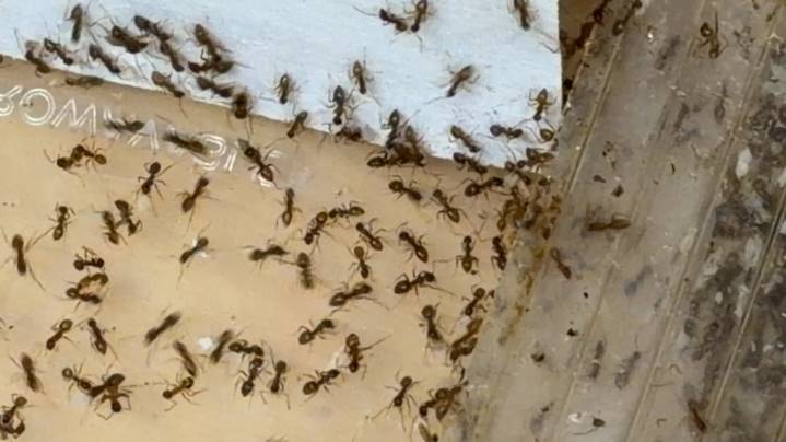 Crazy ants are invading Central Texas; UT just discovered why eradicating them is hard