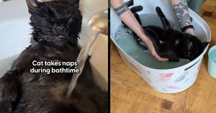 “Es el único gato al que le gusta dormir durante los baños”: Eddie, el simpático gato con epilepsia, vive una vida digna