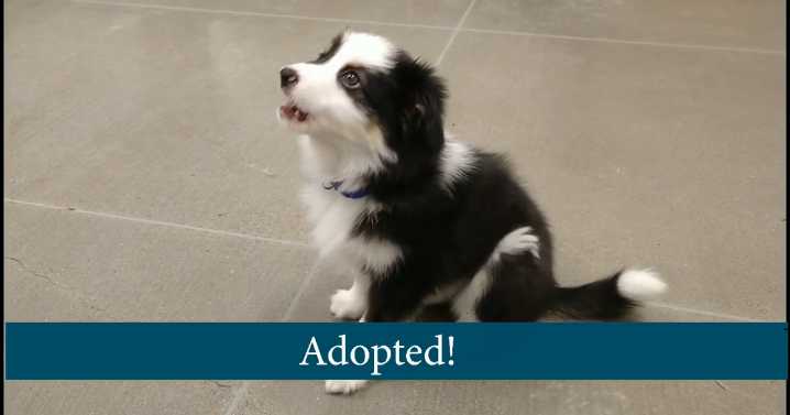 Pet of the Week for November 24