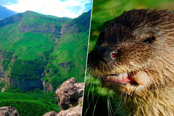 En 1970, un zoólogo soltó una especie de roedor en el Cáucaso para repoblarlo. Un siglo después el destrozo es gigantesco