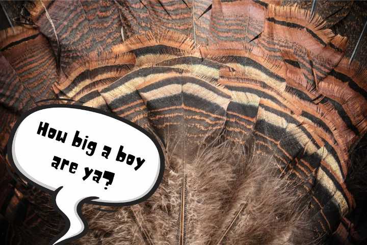 Kentucky Hunter’s 37-Pound Turkey Still Owns the Record Books