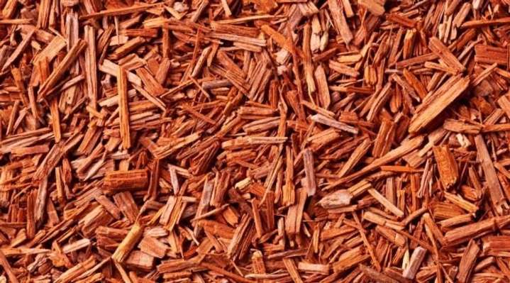 Biodiversity authority gives Rs 3 crore to growers of Red Sanders in Andhra Pradesh