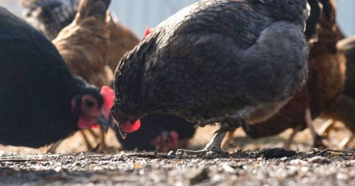 Bird flu surges among poultry amid a scaled back federal response