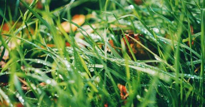 Three natural items to add to your lawn in November for greener, thicker grass