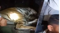 Tigress captured near Mysuru, three cubs rescued