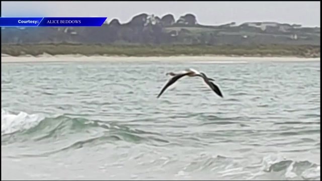 Frankie the flamingo spotted on French beach after escaping from UK sanctuary